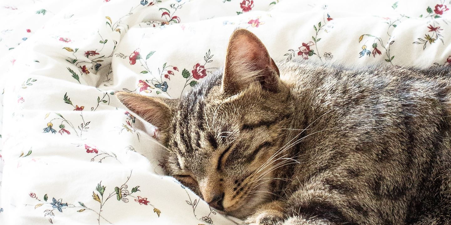 Warum Schlafen Katzen Gerne Im Bett