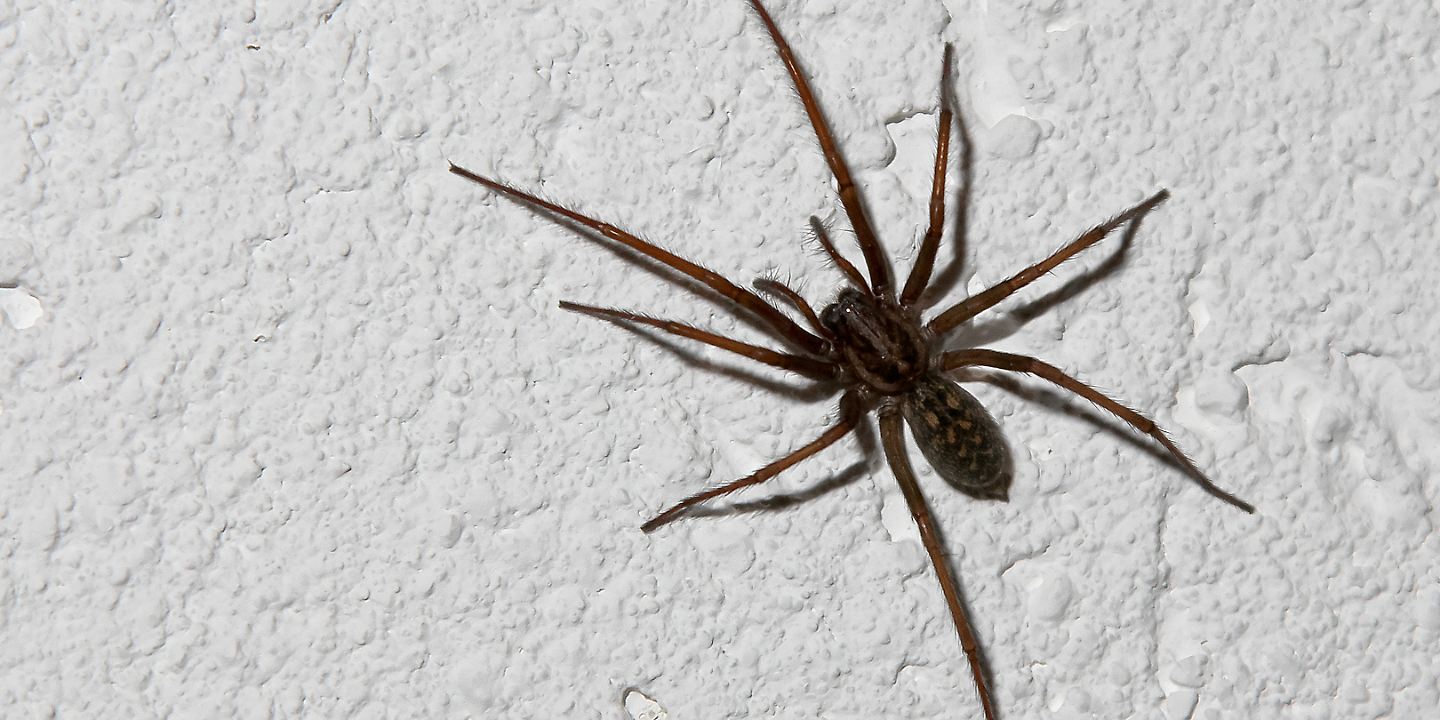 Spinnen-Alarm: Überfall der Hauswinkel-Spinne in deutschen Wohnungen